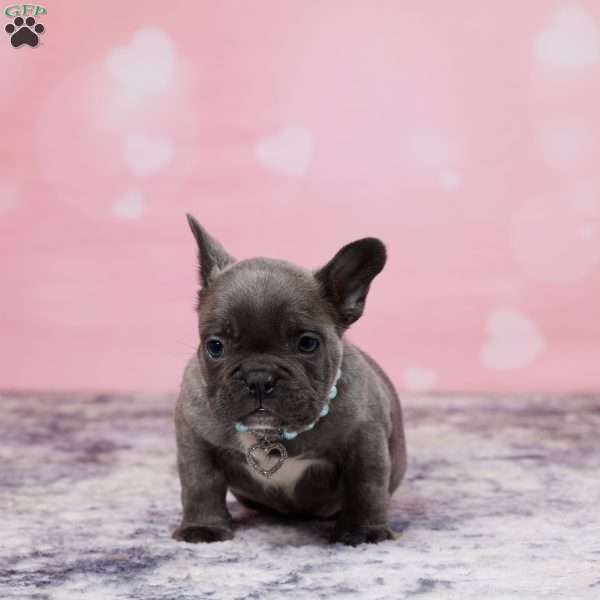 Jasper, Frenchton Puppy